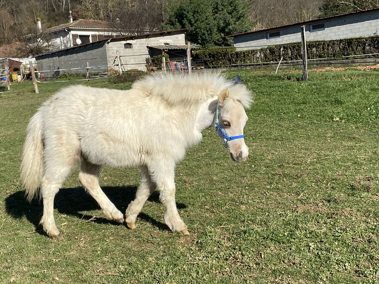 Cheval Miniature américain Étalon 1 Année Palomino in Ponlat-Taillebourg