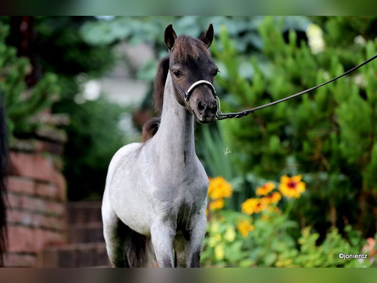 Cheval Miniature américain Étalon 1 Année Rouan Bleu in Leinburg