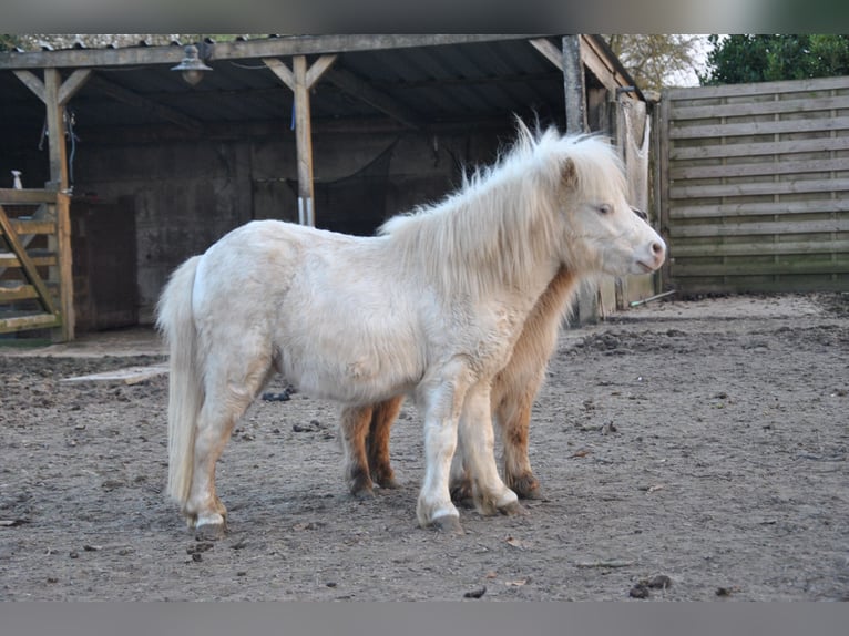 Cheval Miniature américain Étalon 2 Ans 80 cm Champagne in Lennik