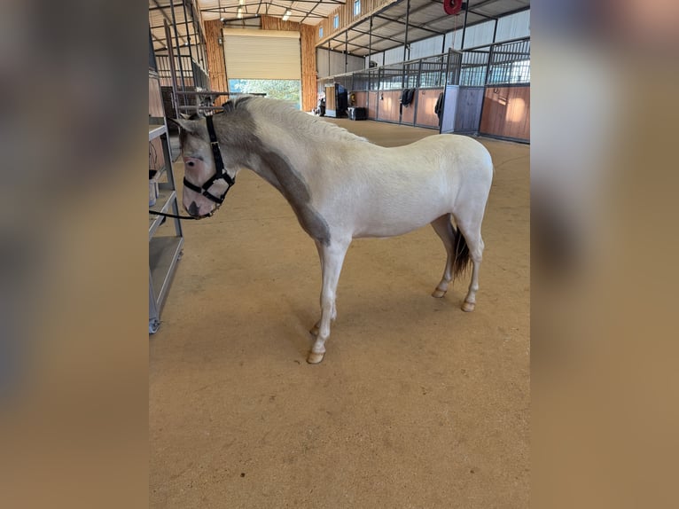 Cheval Miniature américain Étalon 2 Ans 81 cm Tobiano-toutes couleurs in Tyler