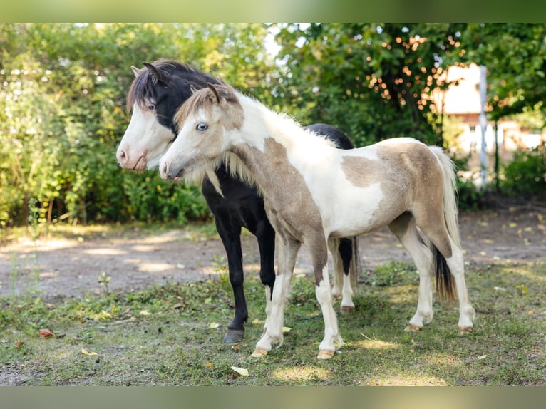 Cheval Miniature américain Étalon 2 Ans 82 cm Tovero-toutes couleurs in Söhlde