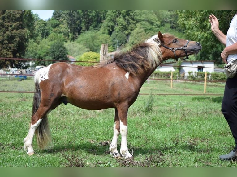 Cheval Miniature américain Étalon 2 Ans 90 cm Overo-toutes couleurs in Ponlat-Taillebourg
