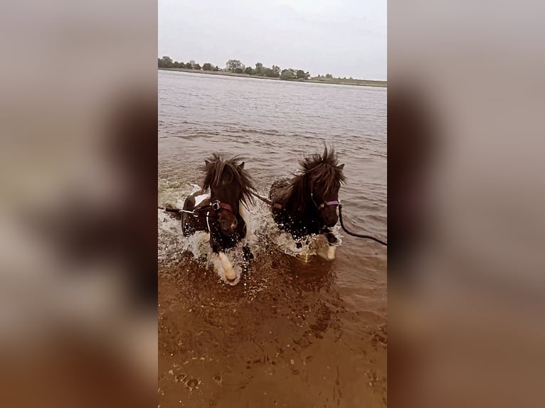 Cheval Miniature américain Étalon 4 Ans 80 cm Pinto in Hamburg Eidelstedt