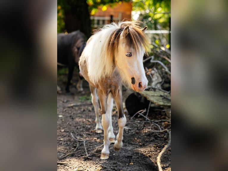Cheval Miniature américain Étalon 4 Ans 92 cm Noir in S&#xF6;hlde