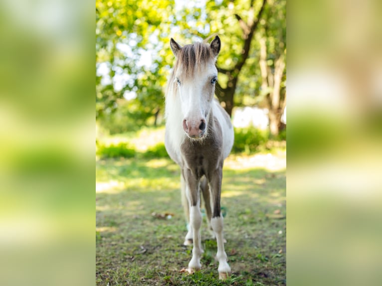 Cheval Miniature américain Étalon 4 Ans 92 cm Noir in S&#xF6;hlde