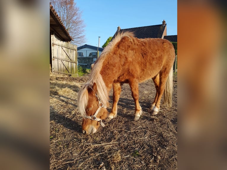 Cheval Miniature américain Étalon 5 Ans 100 cm Alezan brûlé in Beveren