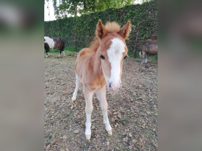 Cheval Miniature américain Croisé Étalon 5 Ans 89 cm Tobiano-toutes couleurs in Kerkenveld