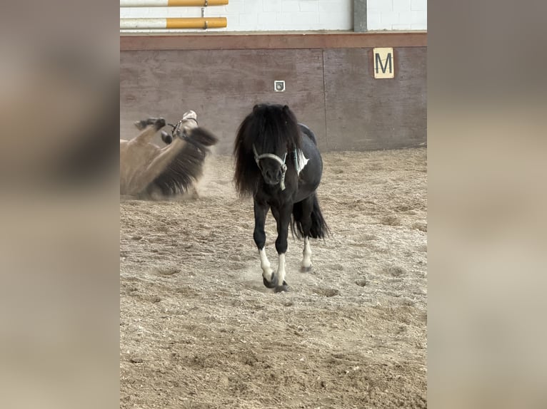 Cheval Miniature américain Étalon 6 Ans 80 cm Pinto in Nidderau