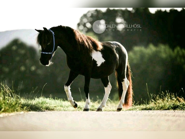 Cheval Miniature américain Étalon 9 Ans 84 cm Pinto in Stallwang