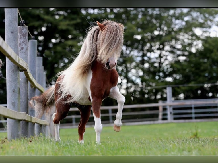 Cheval Miniature américain Étalon Pinto in Garding