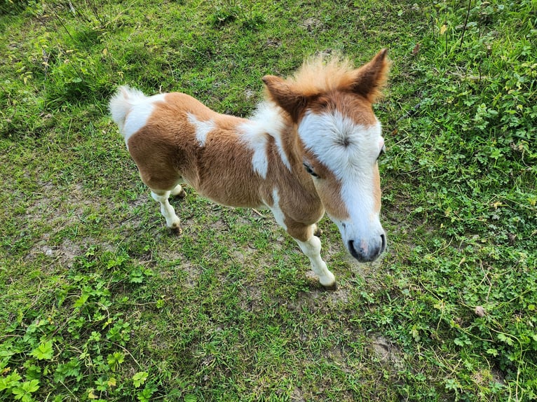 Cheval Miniature américain Étalon Poulain (06/2024) 76 cm Alezan cuivré in Haaltert