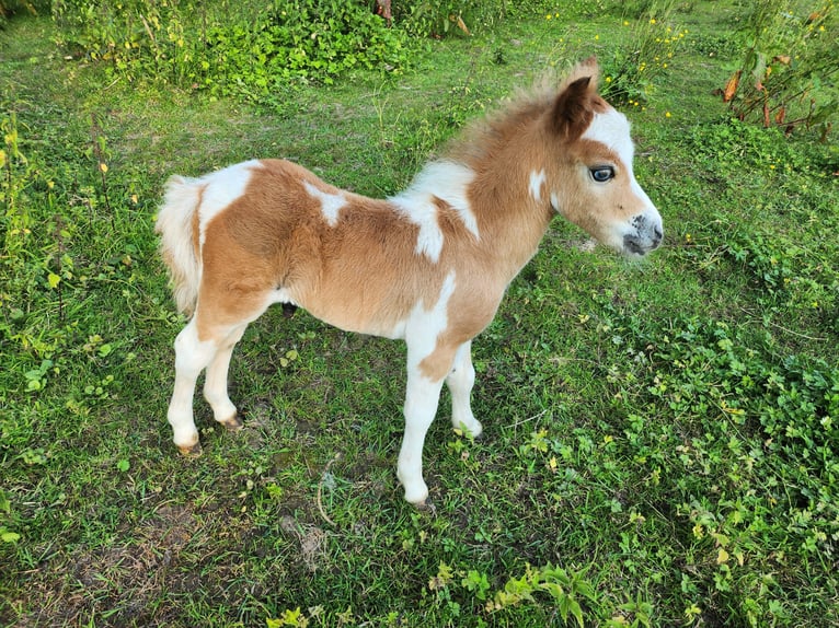 Cheval Miniature américain Étalon Poulain (06/2024) 76 cm Alezan cuivré in Haaltert