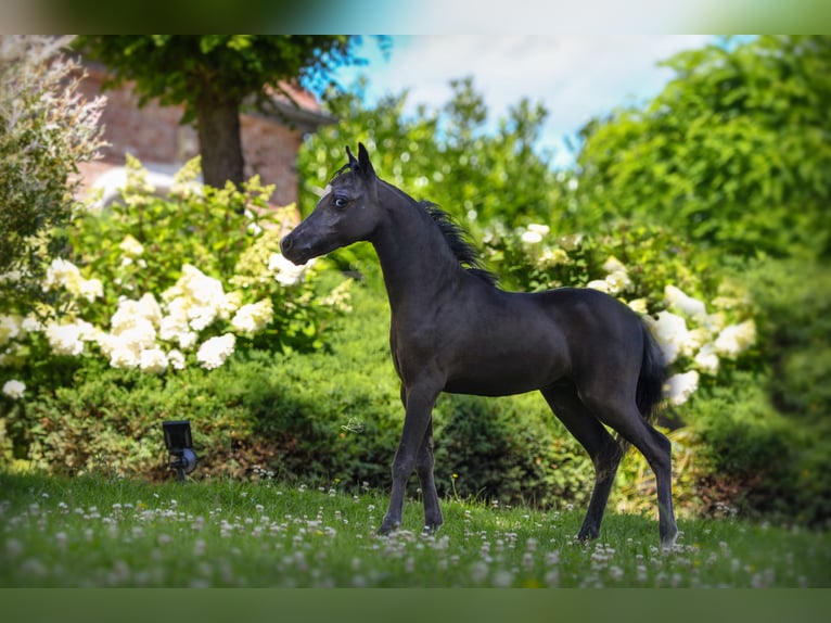 Cheval Miniature américain Étalon Poulain (03/2024) 79 cm Noir in Huldenberg