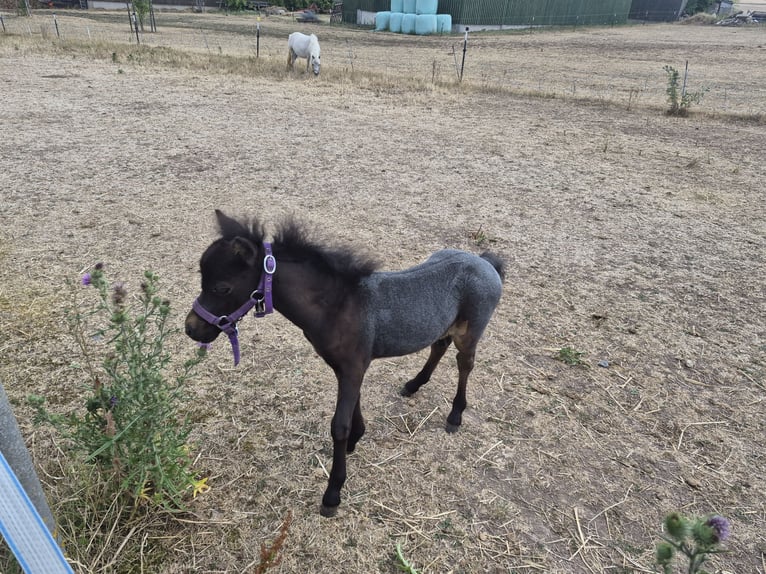 Cheval Miniature américain Étalon Poulain (06/2026) 80 cm Peut devenir gris in Markt Erlbach