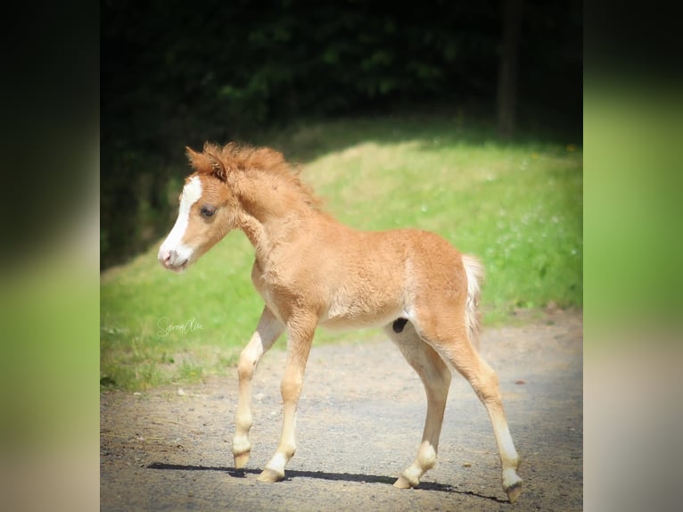 Cheval Miniature américain Étalon Poulain (05/2024) 84 cm Alezan in Geesbrug