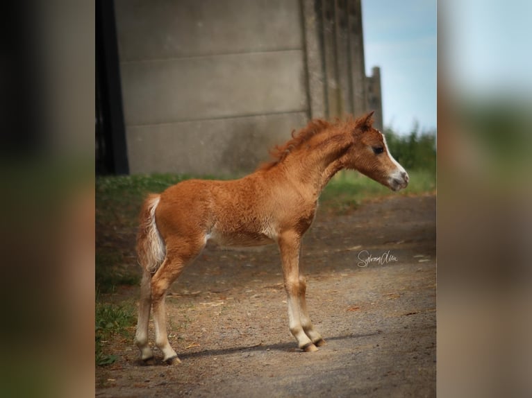 Cheval Miniature américain Étalon Poulain (05/2024) 84 cm Alezan in Geesbrug