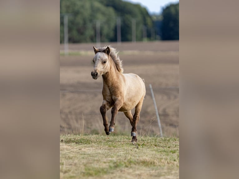 Cheval Miniature américain Étalon Poulain (05/2025) 85 cm Buckskin in Pritzwalk