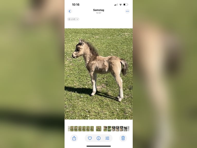 Cheval Miniature américain Étalon Poulain (05/2025) 85 cm Buckskin in Pritzwalk