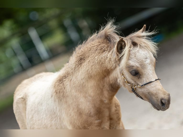 Cheval Miniature américain Étalon Poulain (05/2025) 85 cm Buckskin in Pritzwalk