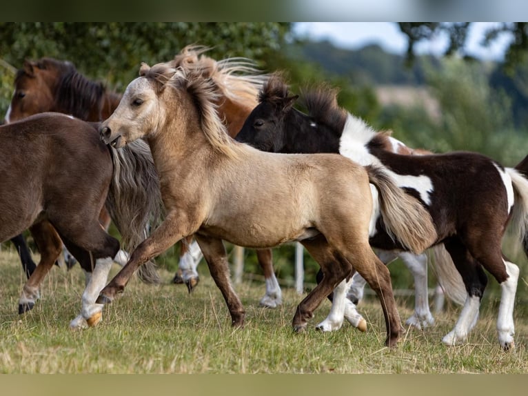 Cheval Miniature américain Étalon Poulain (05/2025) 85 cm Buckskin in Pritzwalk