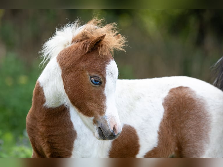 Cheval Miniature américain Étalon Poulain (04/2025) 85 cm Tobiano-toutes couleurs in Berenbrock