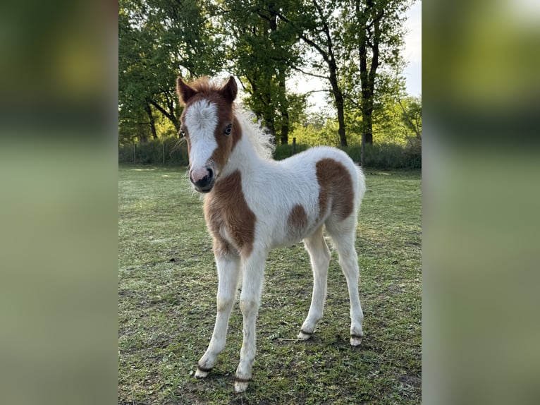 Cheval Miniature américain Étalon Poulain (04/2025) 85 cm Tobiano-toutes couleurs in Berenbrock