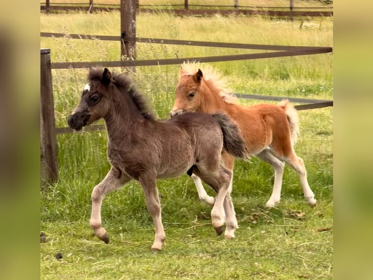 Cheval Miniature américain Étalon Poulain (04/2026) 86 cm Noir in Leinburg