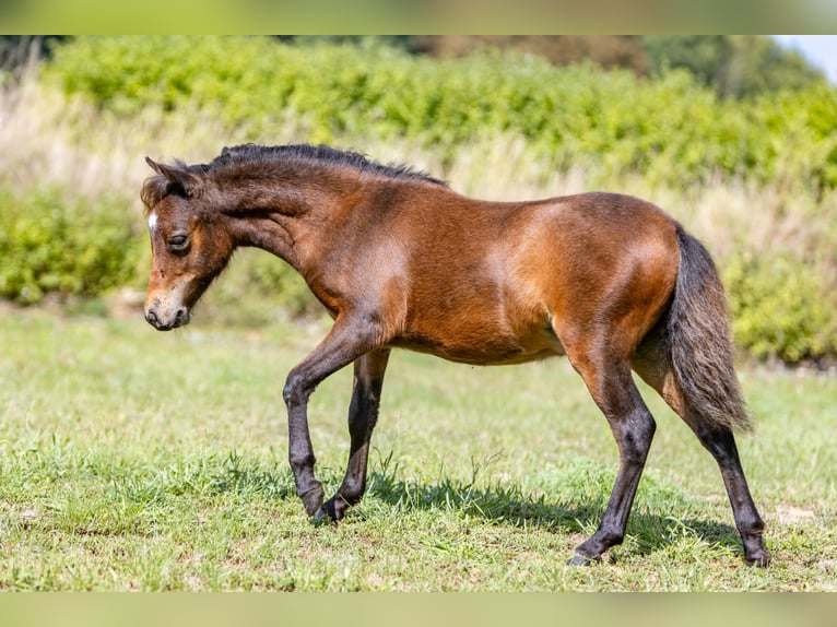 Cheval Miniature américain Étalon Poulain (01/2024) Bai in Sieversdorf-HohenofenDreetz