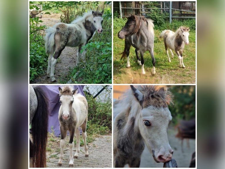 Cheval Miniature américain Étalon Poulain (01/2024) in Söhlde