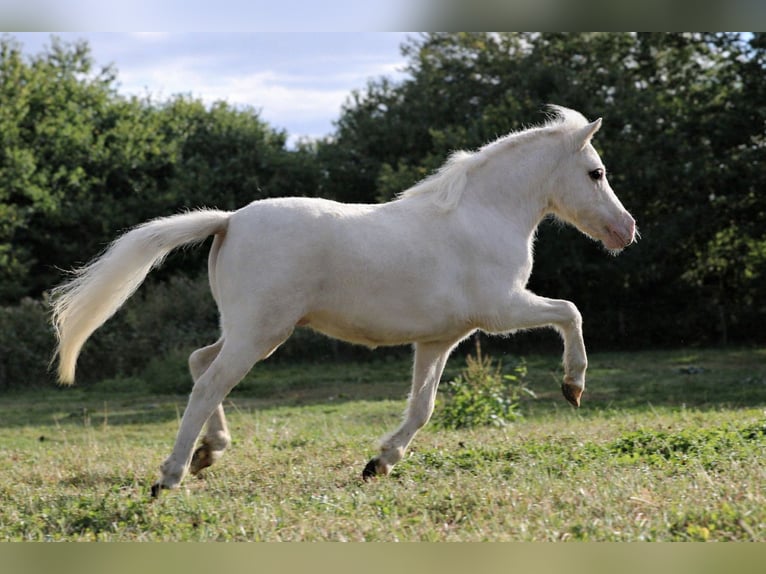 Cheval Miniature américain Hongre 2 Ans 86 cm Blanc in Tainach