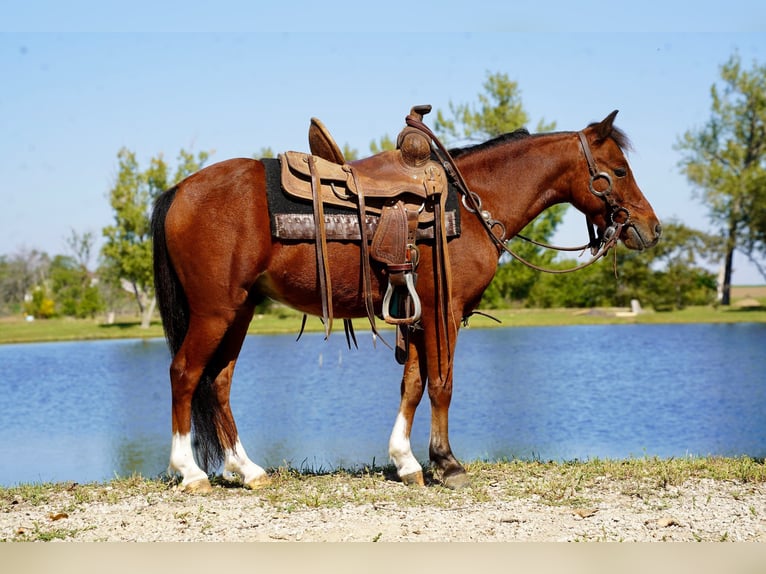 Cheval Miniature américain Hongre 6 Ans 86 cm Bai cerise in Corsica