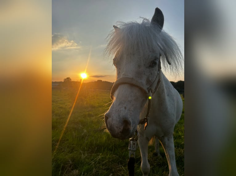 Cheval Miniature américain Hongre 7 Ans 100 cm Léopard in Fröndenberg