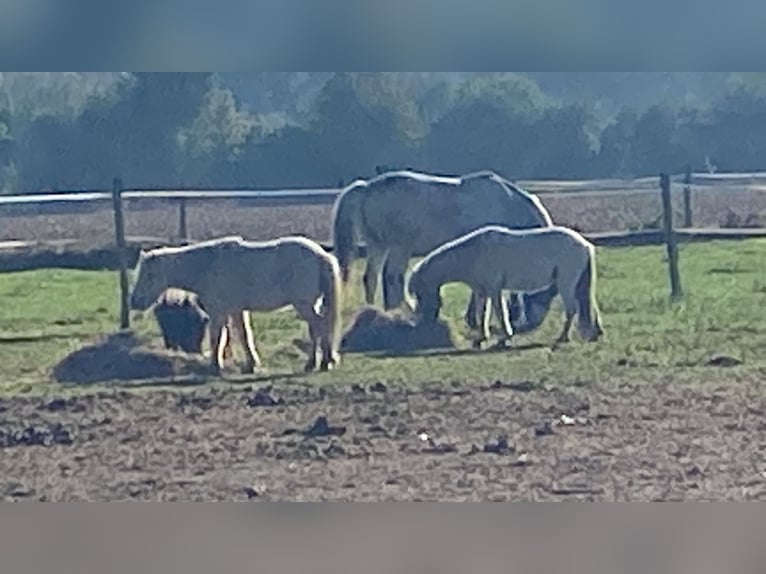 Cheval Miniature américain Hongre 7 Ans 100 cm Léopard in Fröndenberg