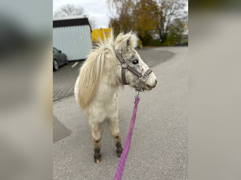 Cheval Miniature américain Hongre 7 Ans 100 cm Léopard in Fröndenberg