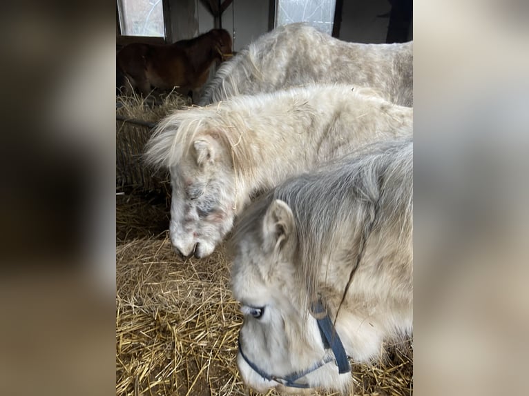 Cheval Miniature américain Hongre 7 Ans 100 cm Léopard in Fröndenberg