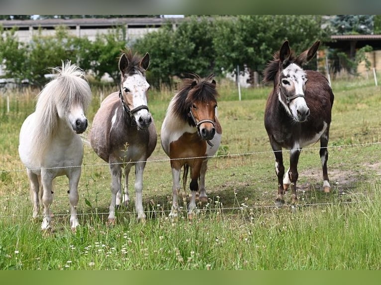 Cheval Miniature américain Jument 12 Ans Pinto in Reichenwalde