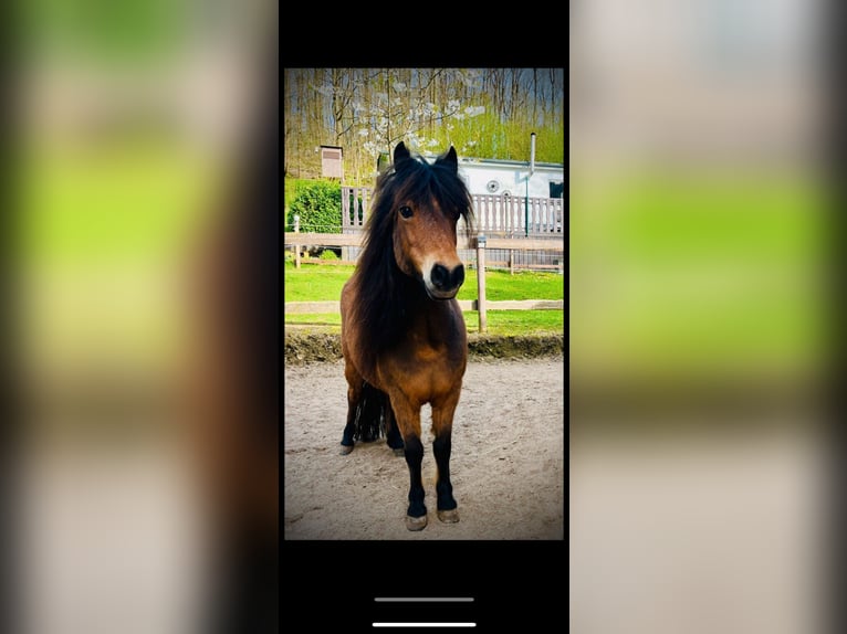 Cheval Miniature américain Jument 13 Ans 83 cm Bai in Freudenberg