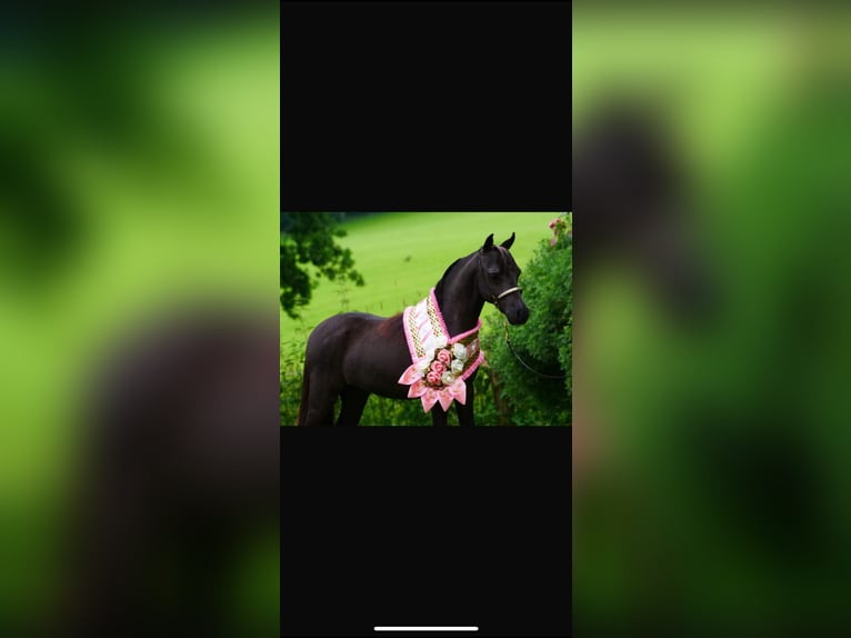 Cheval Miniature américain Jument 13 Ans 83 cm Bai in Freudenberg