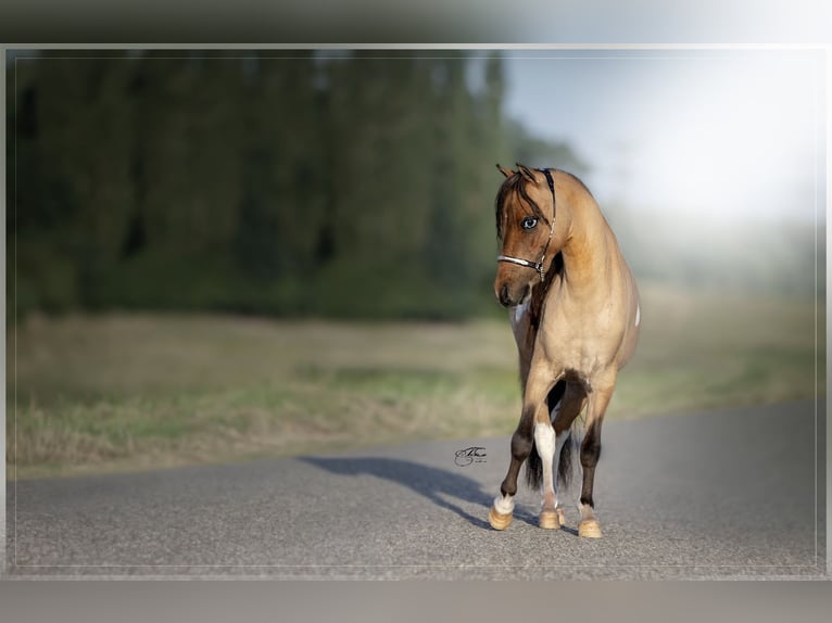 Cheval Miniature américain Jument 1 Année 80 cm Tobiano-toutes couleurs in Valburg