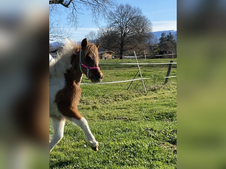 Cheval Miniature américain Jument 1 Année Overo-toutes couleurs in PONLAT-TAILLEBOURG