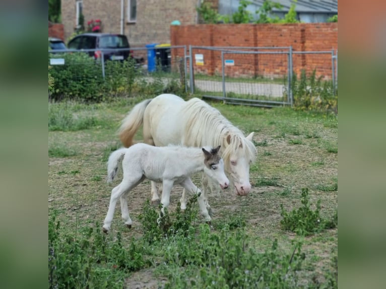 Cheval Miniature américain Jument 1 Année Tovero-toutes couleurs in Söhlde