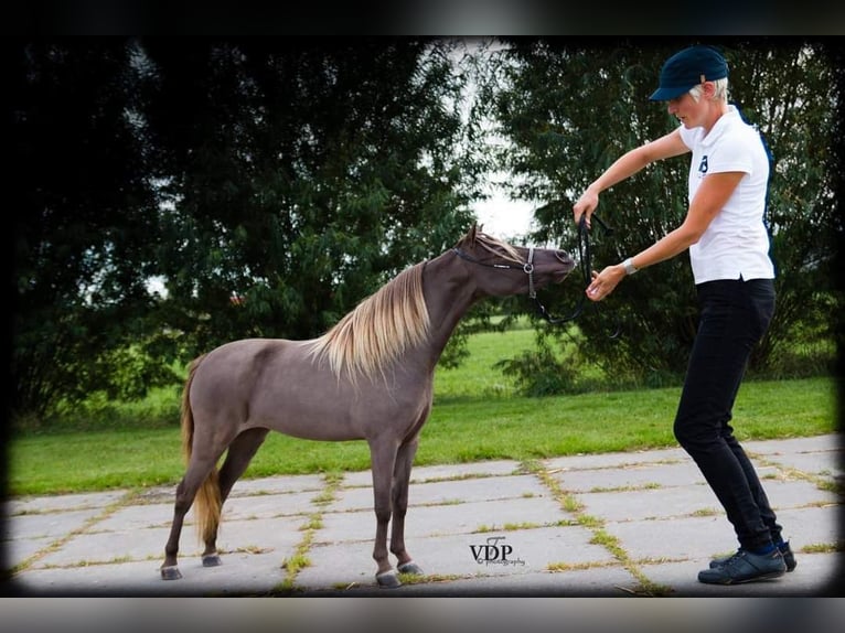 Cheval Miniature américain Jument 2 Ans Noir in Laakdal