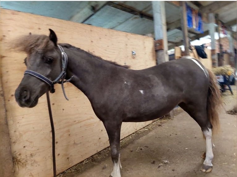 Cheval Miniature américain Jument 3 Ans 79 cm Bai in Herentals