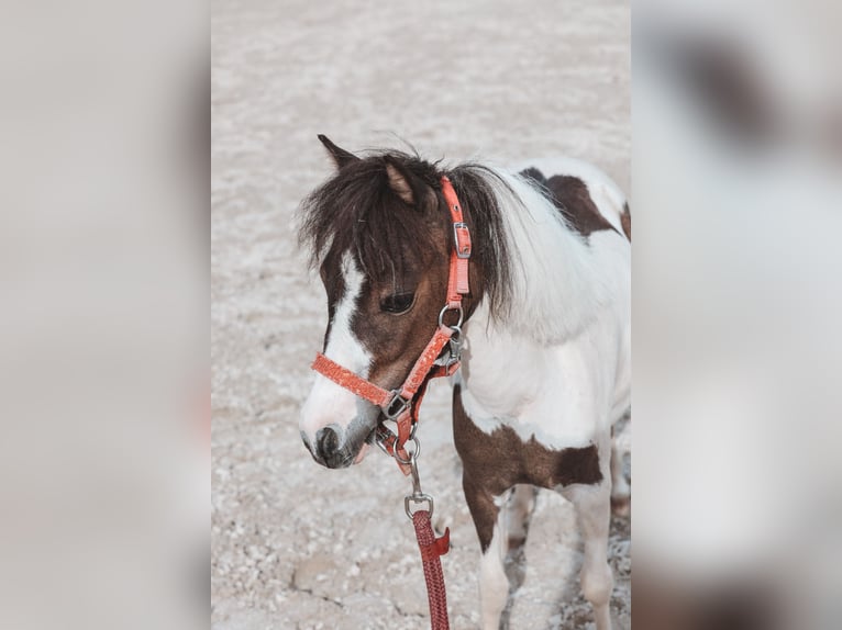 Cheval Miniature américain Jument 4 Ans 85 cm  in Ebensee