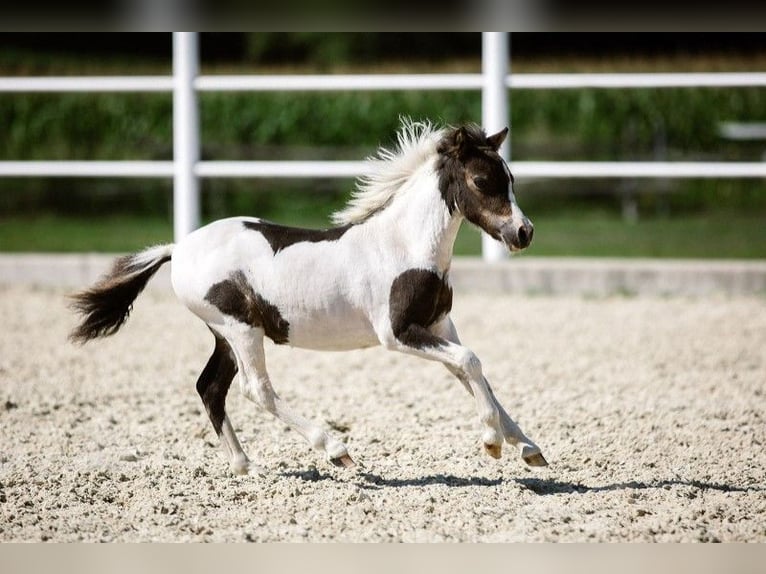 Cheval Miniature américain Jument 4 Ans 85 cm  in Ebensee