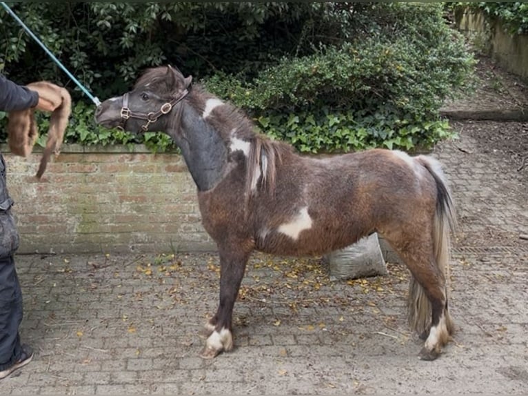 Cheval Miniature américain Jument 5 Ans 81 cm Buckskin in Aarschot
