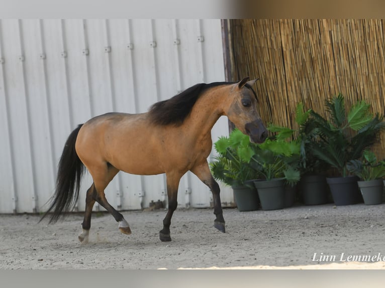 Cheval Miniature américain Jument 5 Ans 81 cm Buckskin in Aarschot