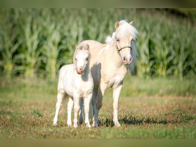 Cheval Miniature américain Jument 5 Ans 83 cm Champagne in Borculo
