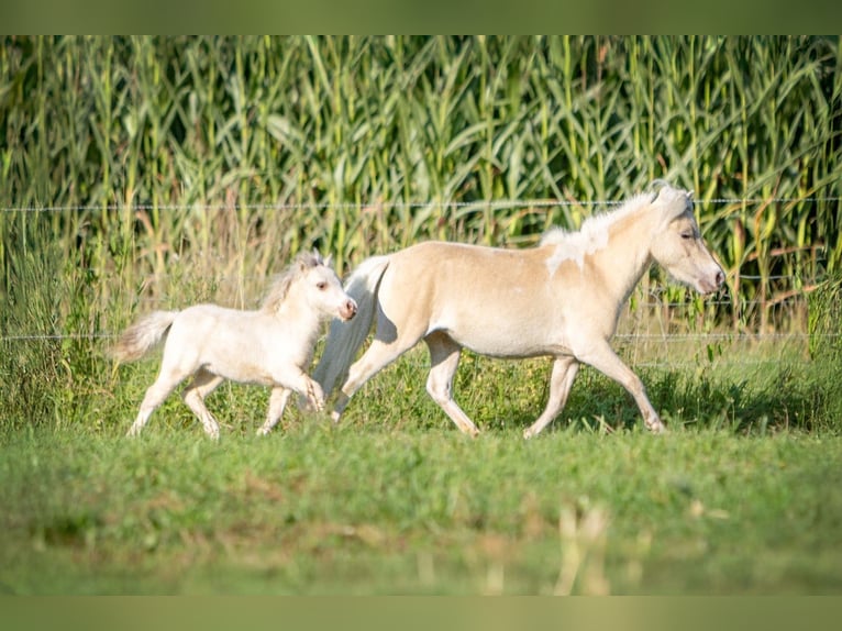 Cheval Miniature américain Jument 5 Ans 83 cm Champagne in Borculo