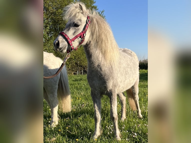 Cheval Miniature américain Jument 6 Ans 85 cm Alezan in Kappeln